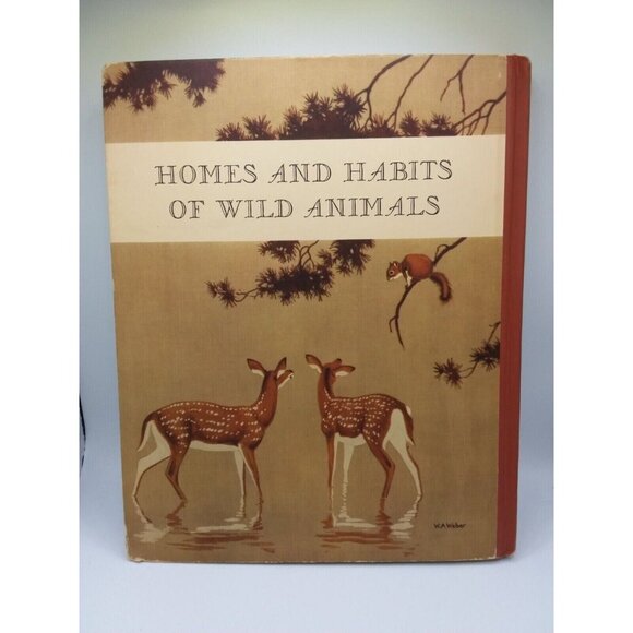 1934 Homes and Habits of Wild Animals Walter Weber Illustrations Children's Book - Picture 14 of 16